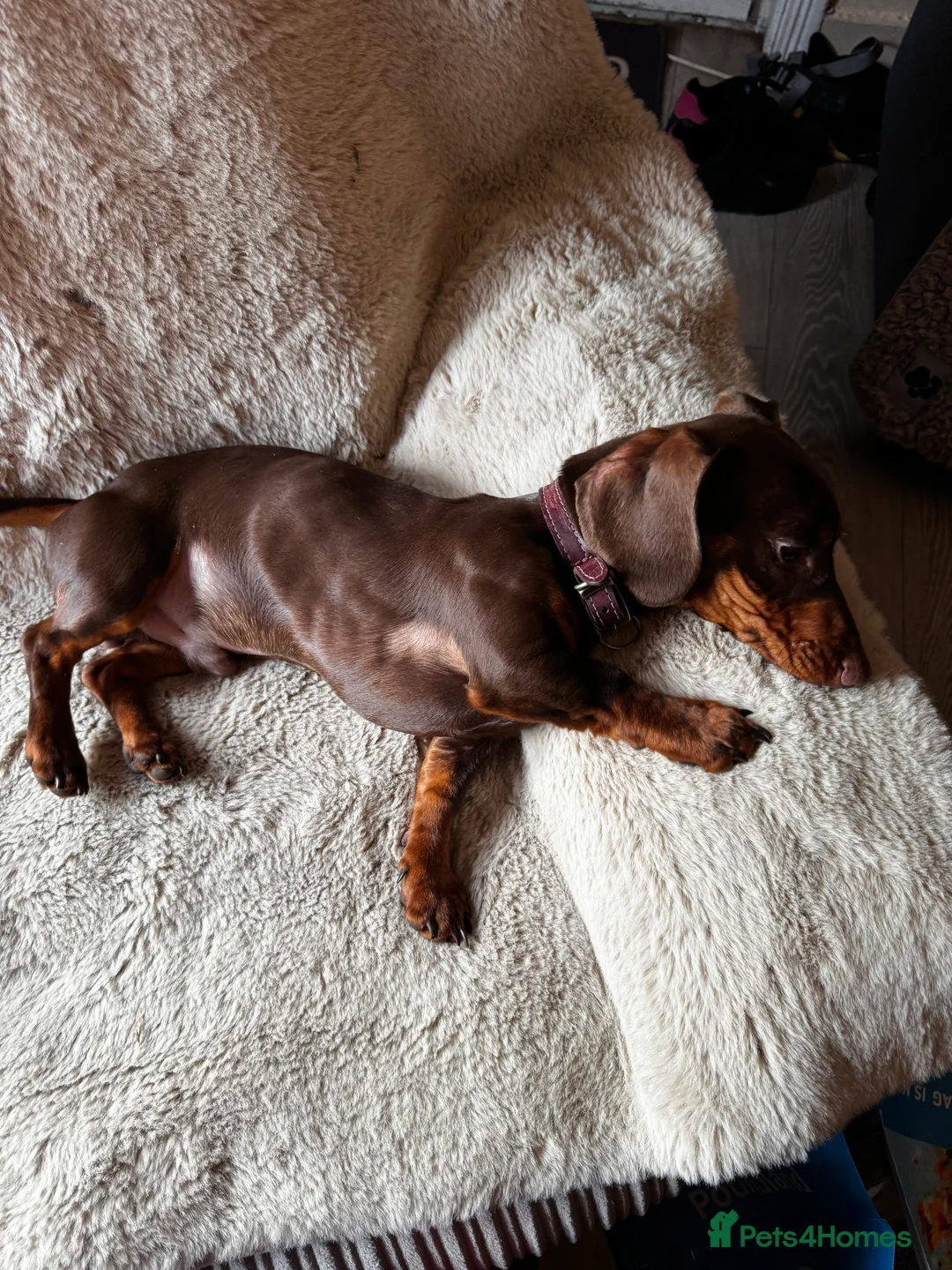 Dachshund dogs for sale: Beautiful dachshund  - Advert 2