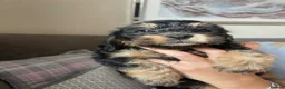 Cockapoo dogs for sale: Beautiful F1 Cockapoo Puppies – Ready Soon  £1,200 - Advert 1