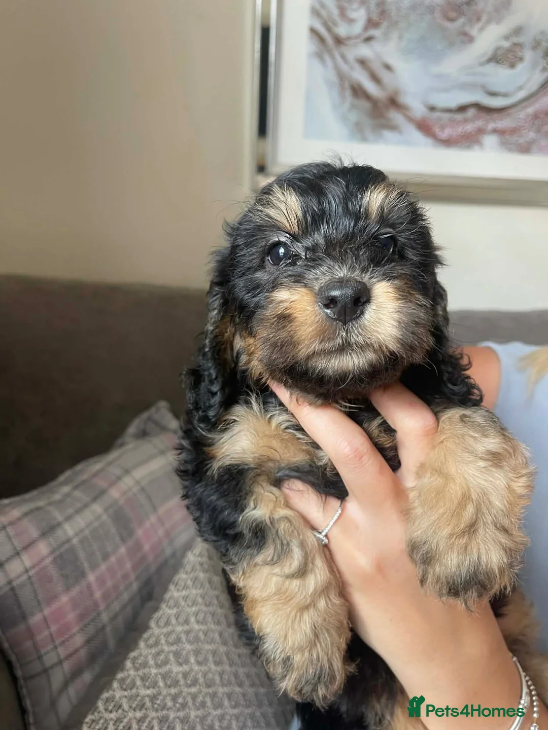 Cockapoo dogs for sale: Beautiful F1 Cockapoo Puppies – Ready Soon  £1,200 - Advert 1
