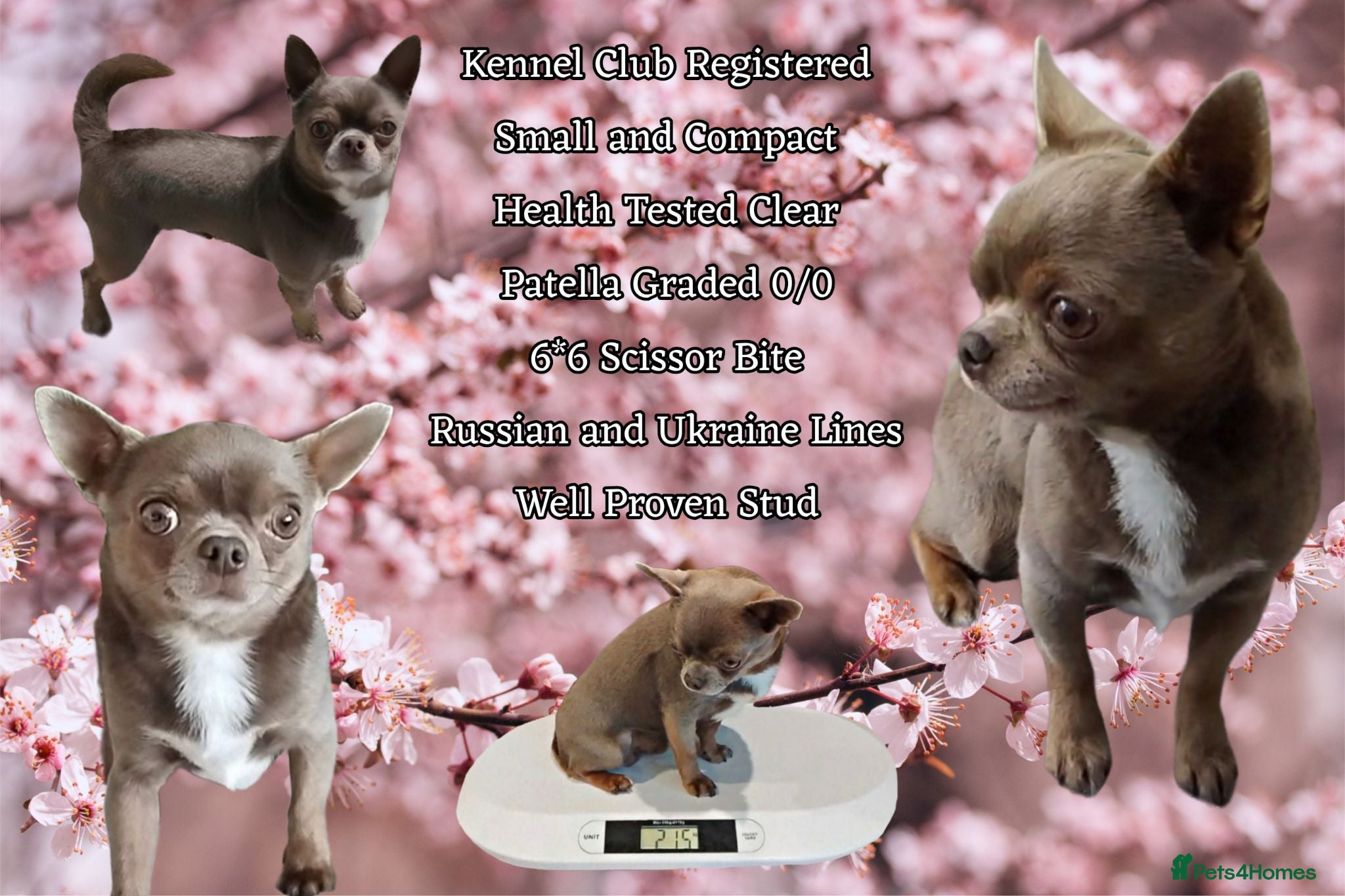 Chihuahua dogs KC reg-Health tested-PROVEN  - Advert 18