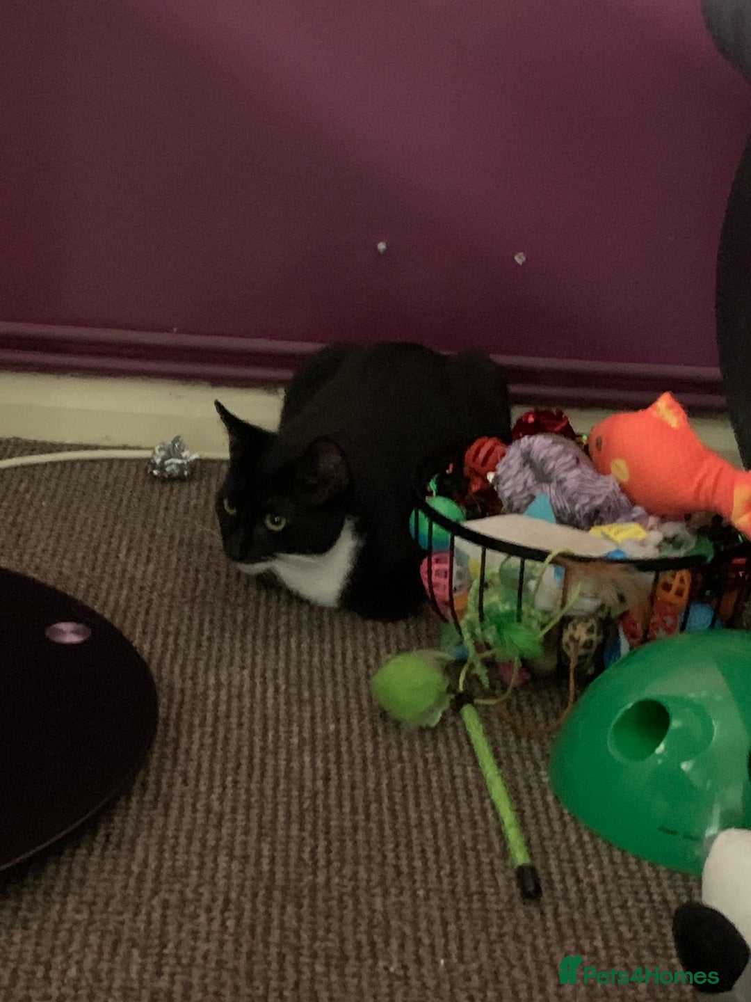 Mixed Breed cats for sale: Susie  - Image 9
