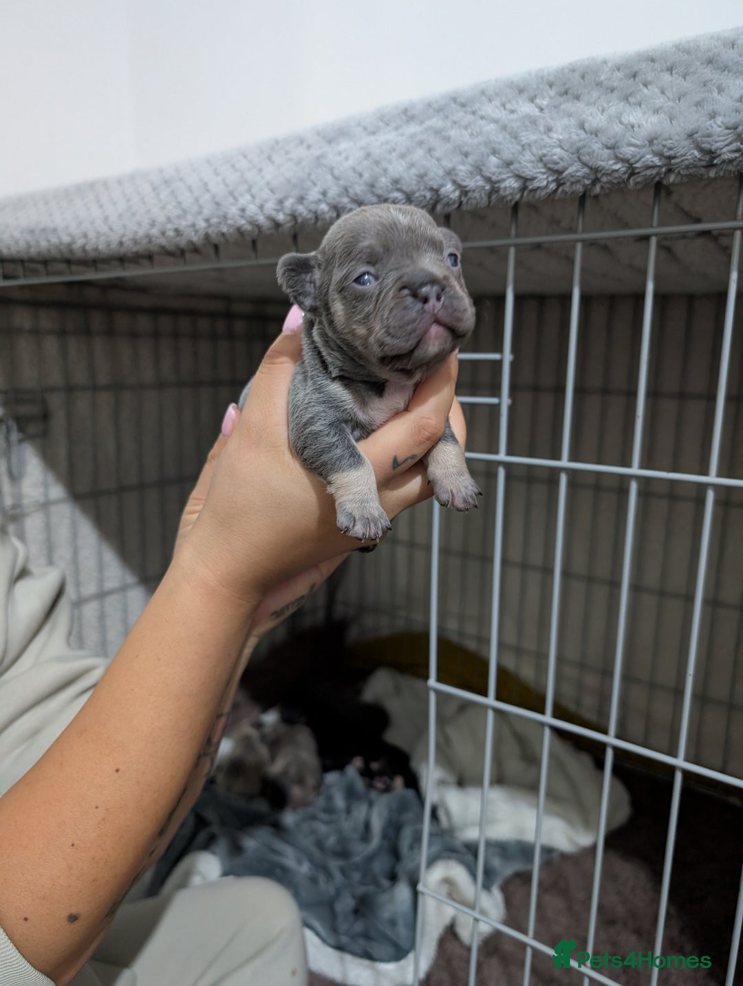 French Bulldog dogs for sale: French dog for sale  - Image 8