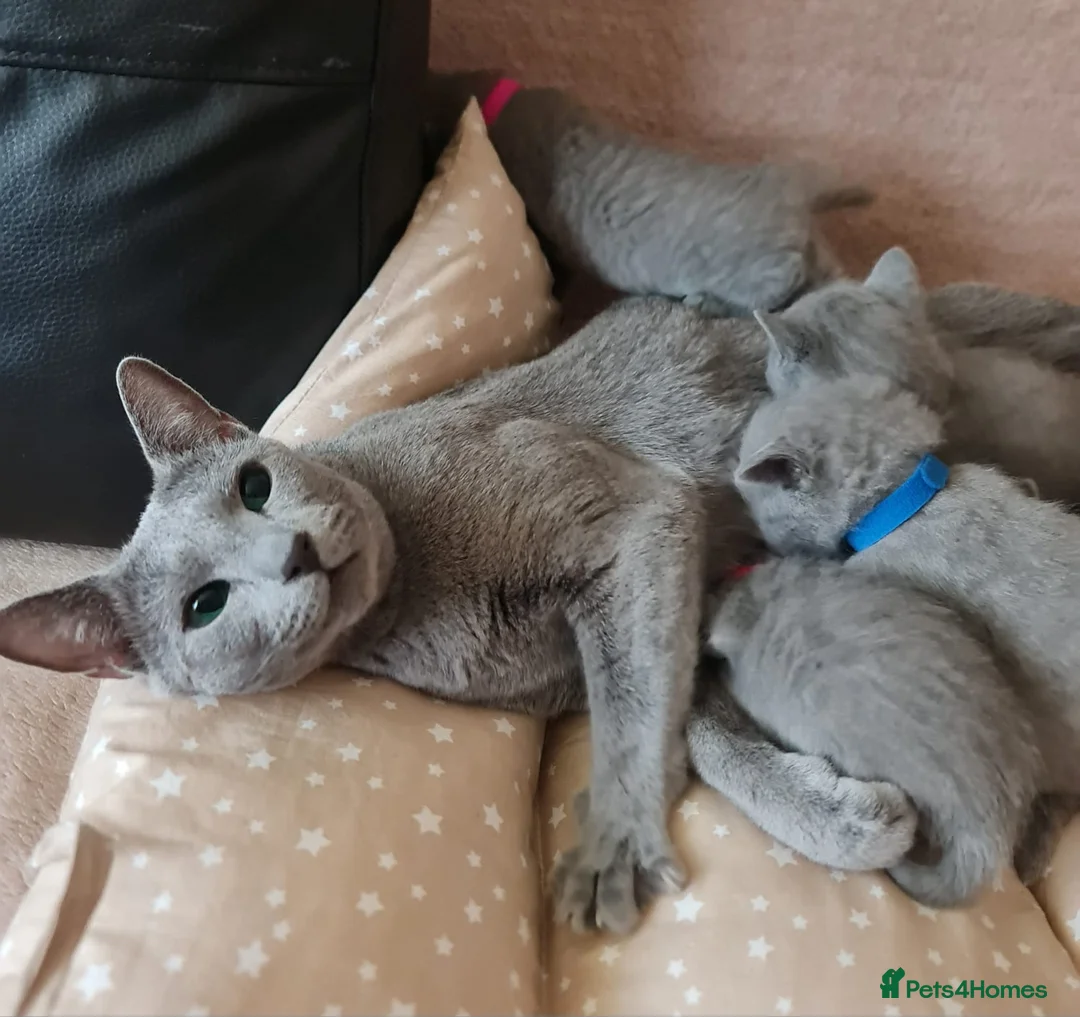 Russian Blue cats for sale: Beautiful Russian Blue Kittens  - Advert 1