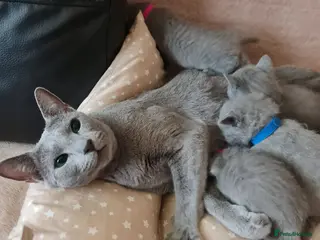 Russian Blue cats Beautiful Russian Blue Kittens - Advert 1