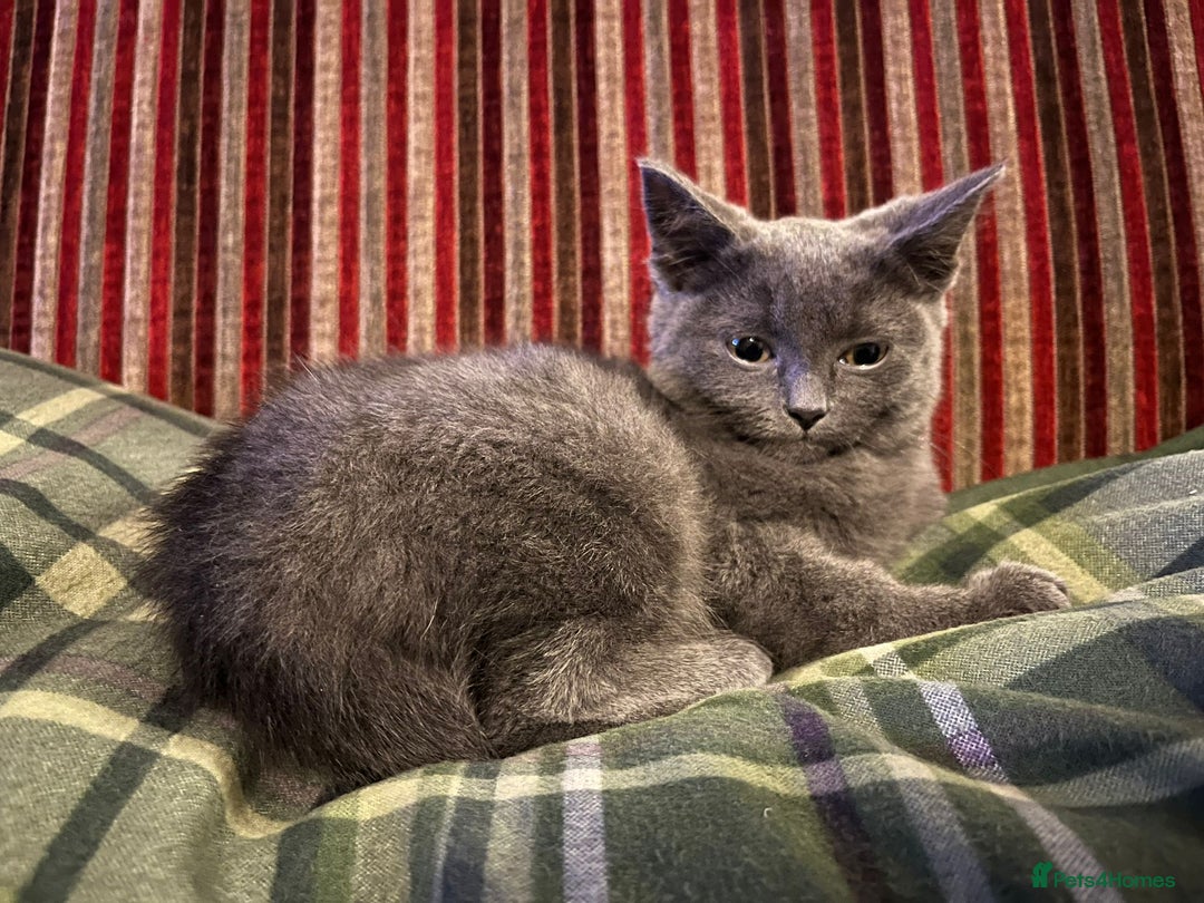 British Shorthair cats for sale: GORGEOUS BRITISH BLUE SHORTHAIR FEMALE KITTEN  - Image 3