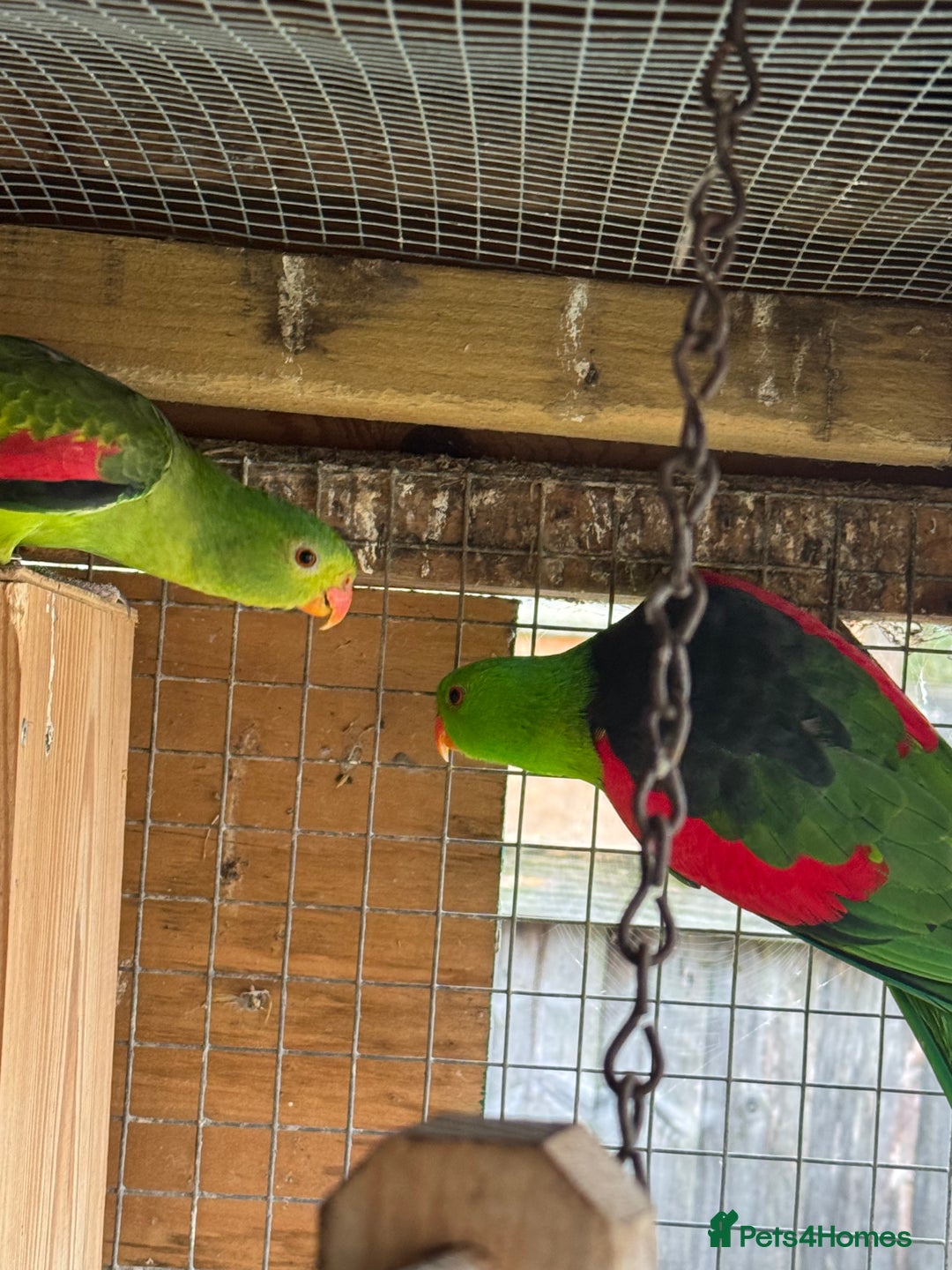 Parrots birds for sale: Proven pair of crimson wings - Advert 2