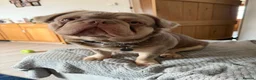 French Bulldog dogs for stud: 🐾 fluffy French Bulldog available for Stud 🐾 - Advert 6