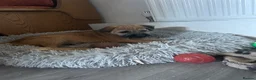 Border Terrier dogs for sale: Border Terrier in Bordon - Advert 5