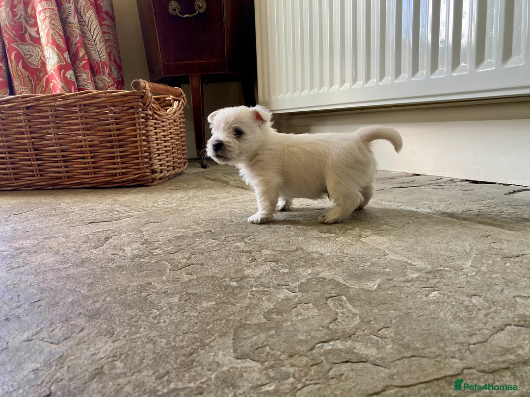 West Highland Terrier dogs for sale: Beautifully bred West Highland Terriers - Advert 9