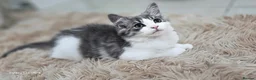 Norwegian Forest Cat cats for sale: Norwegian forest kitten - Advert 7