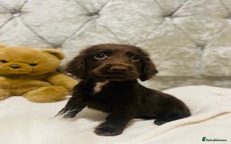Cocker Spaniel dogs for sale: 3 boys 1 girl Ready to leave show cocker puppies  - Image 4