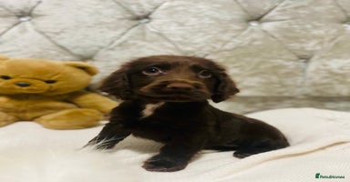 Cocker Spaniel dogs - Advert 6