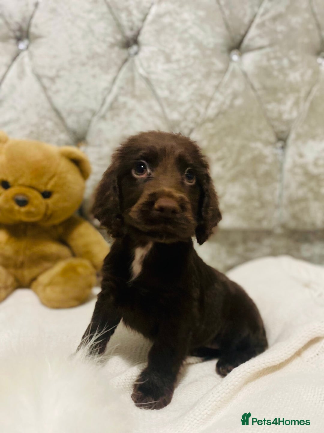 Cocker Spaniel dogs for sale: 3 boys 1 girl Ready to leave show cocker puppies  - Image 4