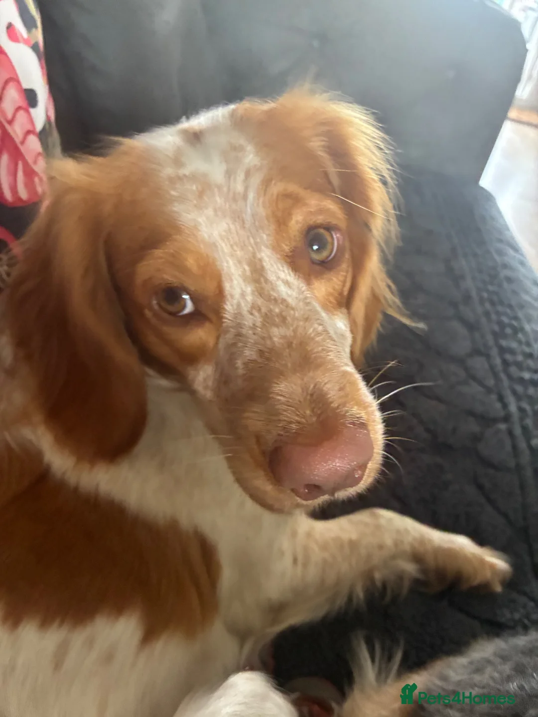 Mixed Breed dogs for sale: Cocker Spaniel x Husky Puppies - Advert 8