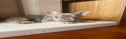 French Bulldog dogs for sale: French bull dog puppies in Manchester - Advert 10