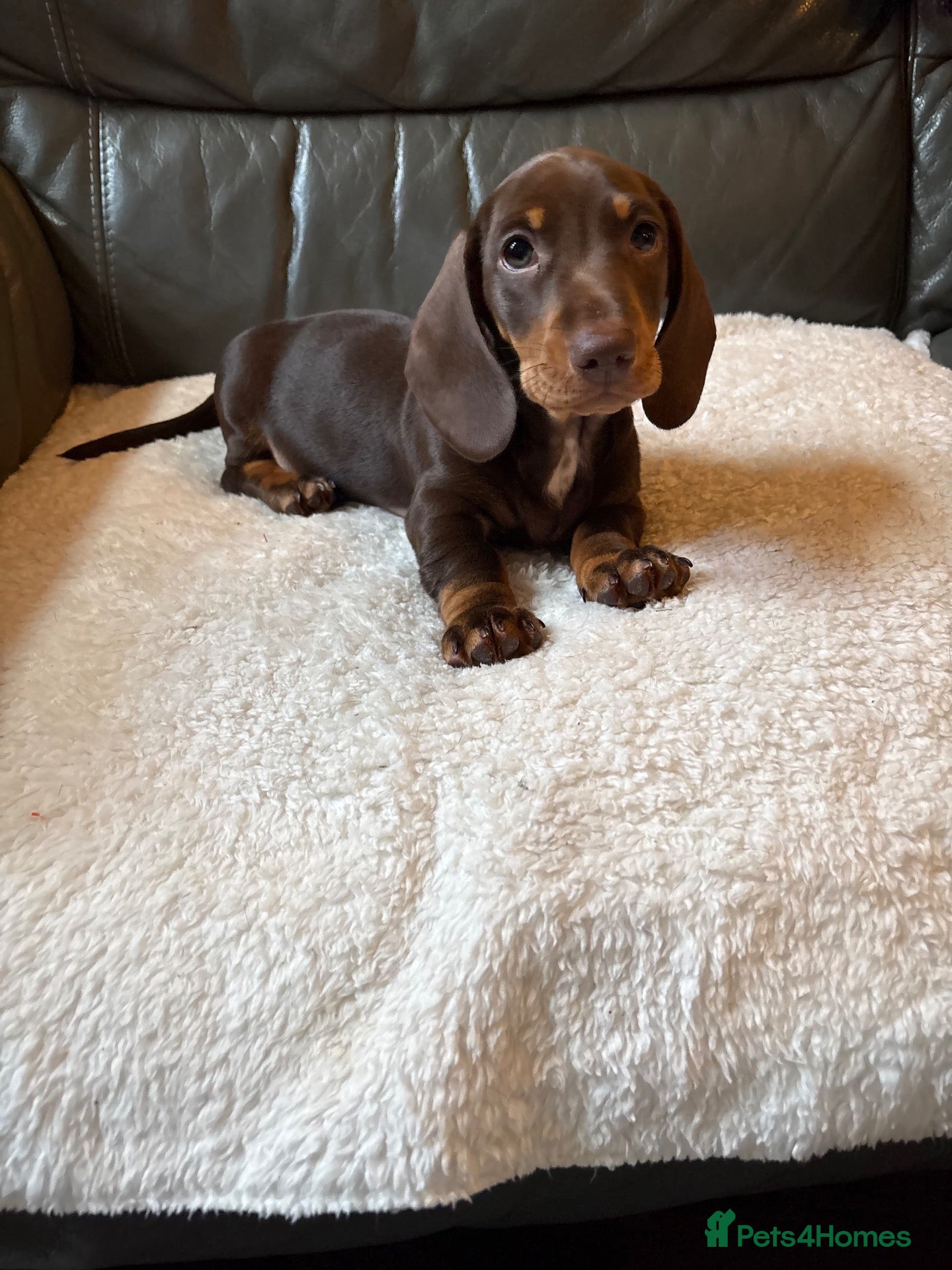 Miniature Dachshund dogs for sale: Ready to leave! Stunning Miniature Dachshund pups  - Advert 1