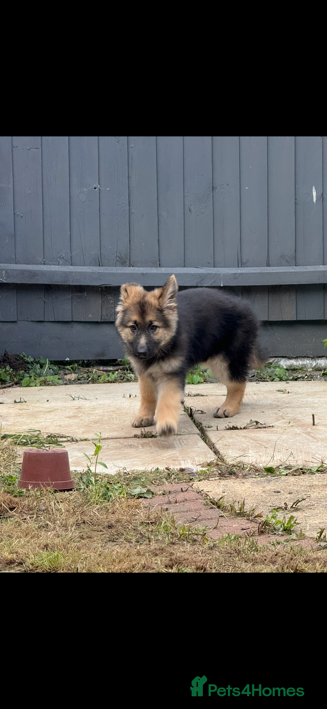 German Shepherd dogs for sale: 5 months old German shepherd  - Advert 7