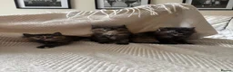 Mixed Breed cats for sale: Maine coon X Ragdoll  - Advert 2