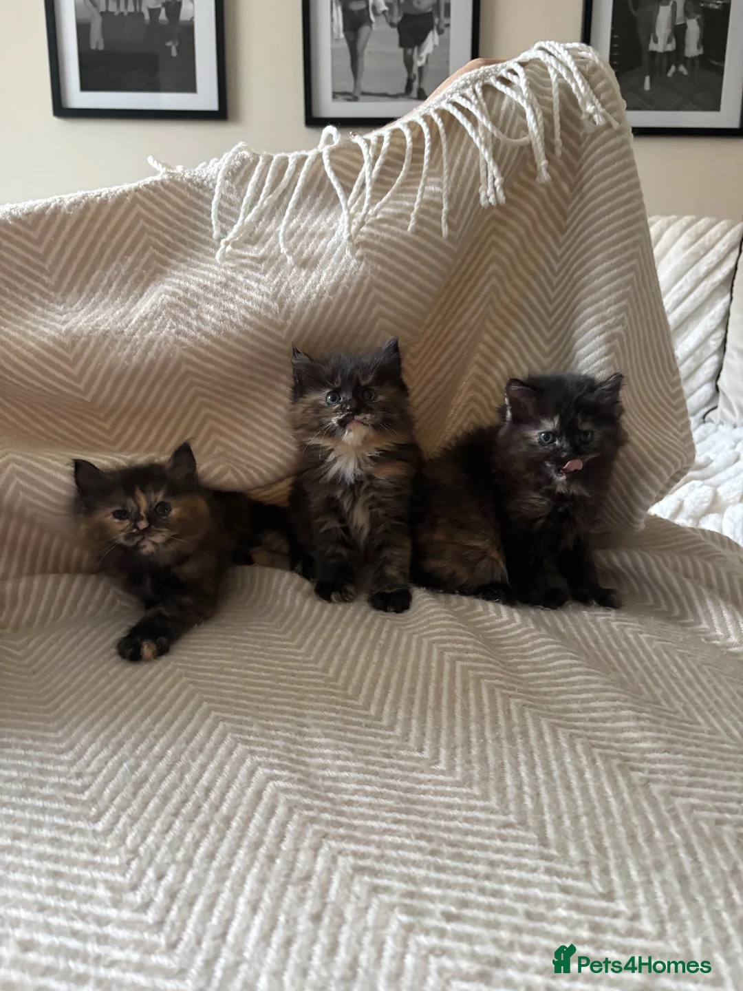 Mixed Breed cats for sale: Maine coon X Ragdoll  - Advert 2