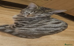 Bengal cats for sale: 5 month old bengal  - Image 4