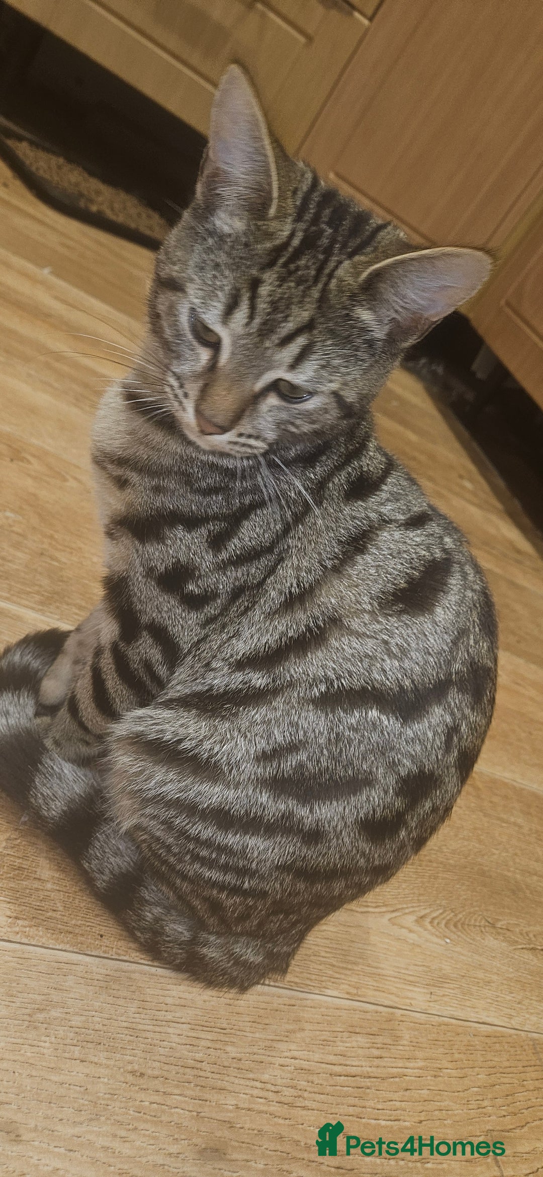 Bengal cats for sale: 5 month old bengal  - Image 4