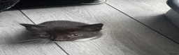 Mixed Breed cats for sale: Kittens for sale - Advert 9