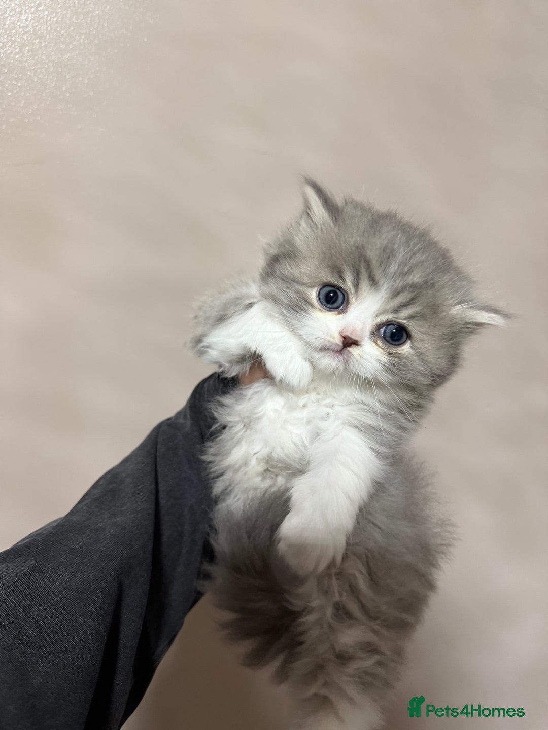 Persian cats for sale: Persian kittens  - Advert 18