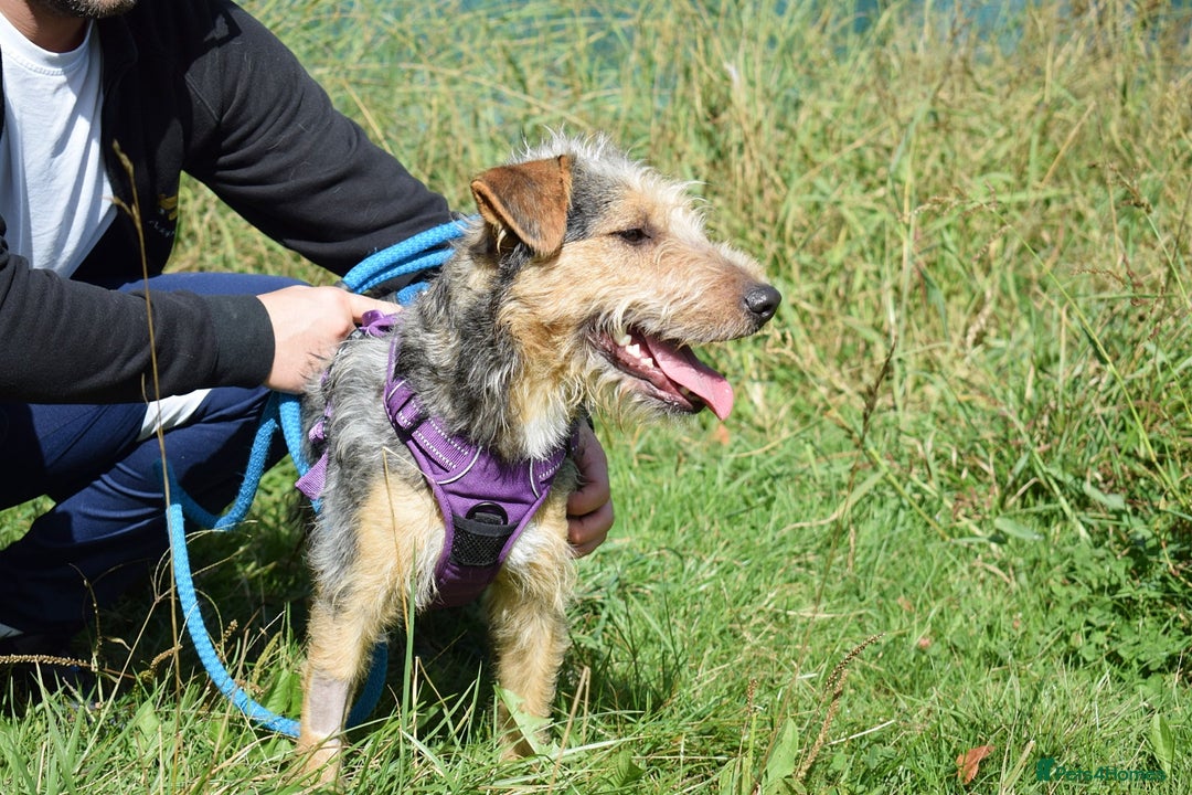 Fox Terrier dogs for adoption: Norte - Image 8