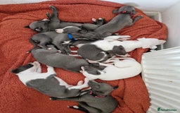 Whippet dogs for sale: Heart and Health checked KC Blue Whippets. - Image 1