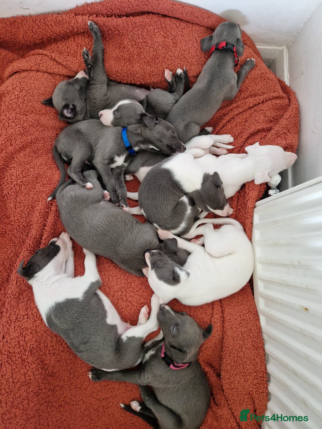 Whippet dogs for sale: Heart and Health checked KC Blue Whippets. - Image 1