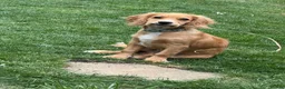 Cocker Spaniel dogs for adoption: Cocker Spaniel Needs New Home  in Mitcham - Advert 3