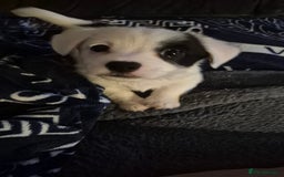 Jack Russell dogs for sale: 1 Beautiful boy Jack Russell puppy left for sale - Image 16