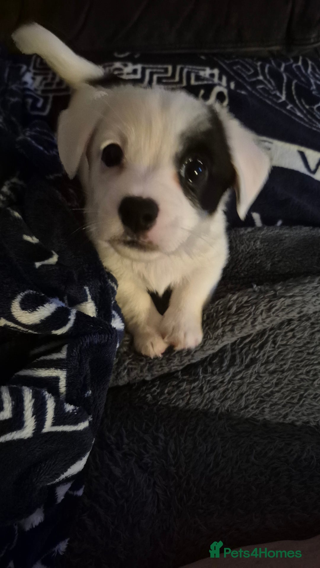 Jack Russell dogs for sale: 1 Beautiful boy Jack Russell puppy left for sale - Image 16