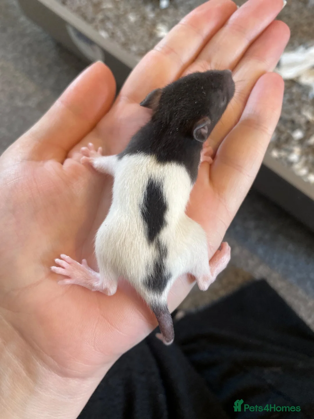 Rat rodents for sale: Baby dumbo rats ready end of July   - Advert 17