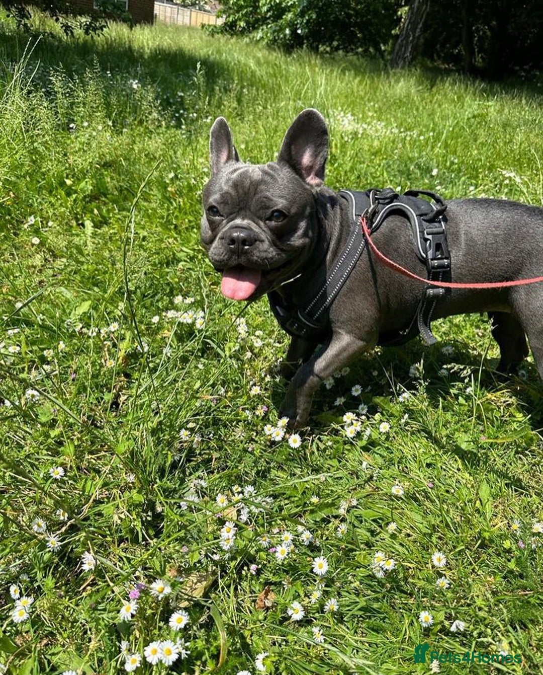 French Bulldog dogs for sale: 2x French bulldog - Image 6