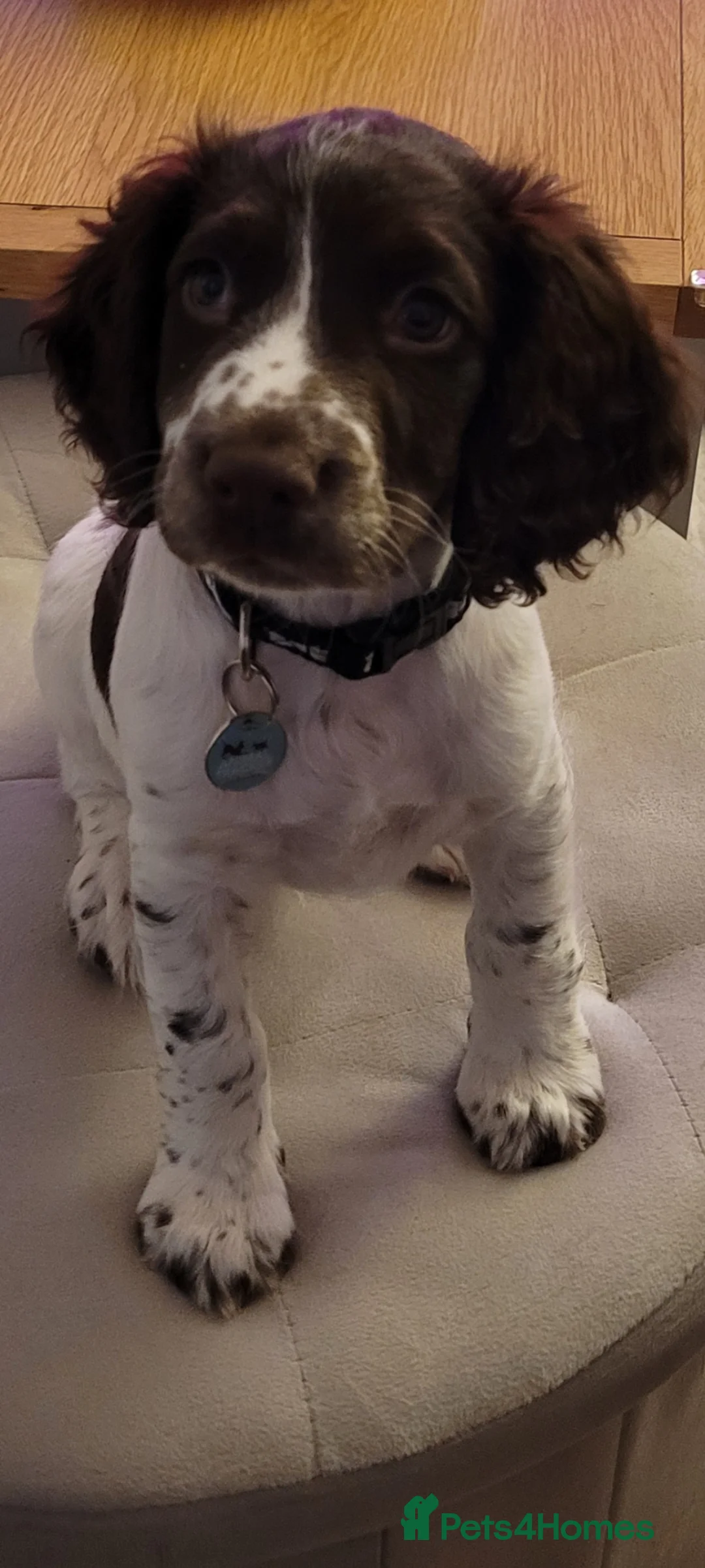 English Springer Spaniel dogs for sale: 6 month old English Springer Spaniel  - Advert 2