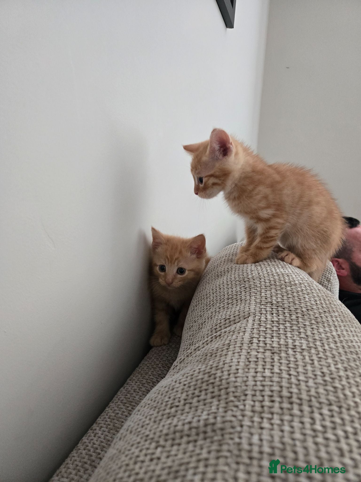 Mixed Breed cats *READY NOW* Beautiful kittens  - Advert 2