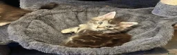 Maine Coon cats for sale: Beautiful Tica Registered kittens - Advert 15
