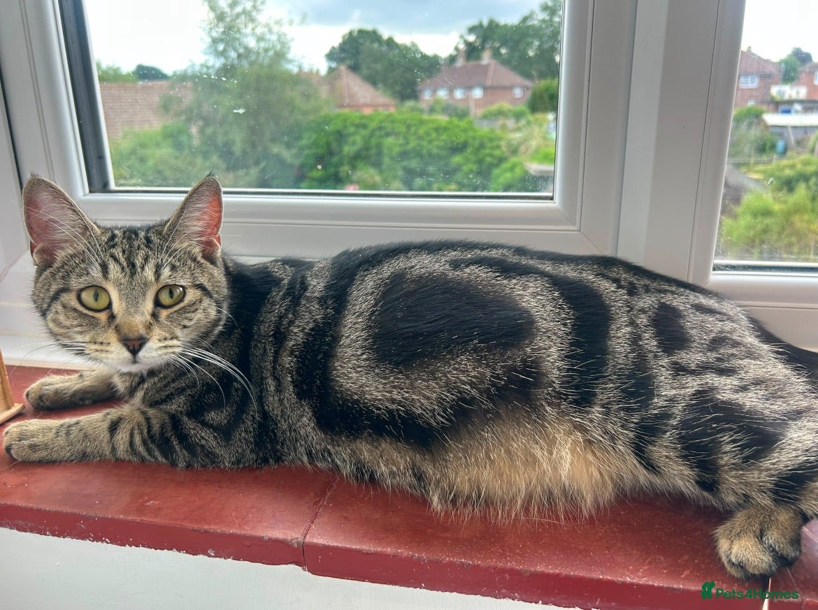 Mixed Breed cats Bengal kittens  - Advert 1