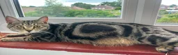 Mixed Breed cats for sale: Bengal kittens  in North Walsham - Advert 1