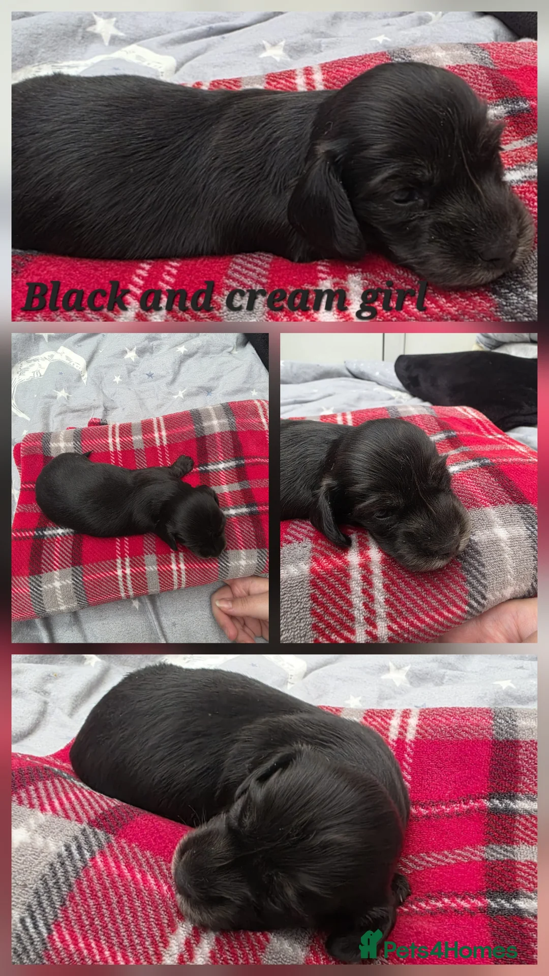 Miniature Dachshund dogs for sale: Long haired miniature Dachshund puppies - Advert 7