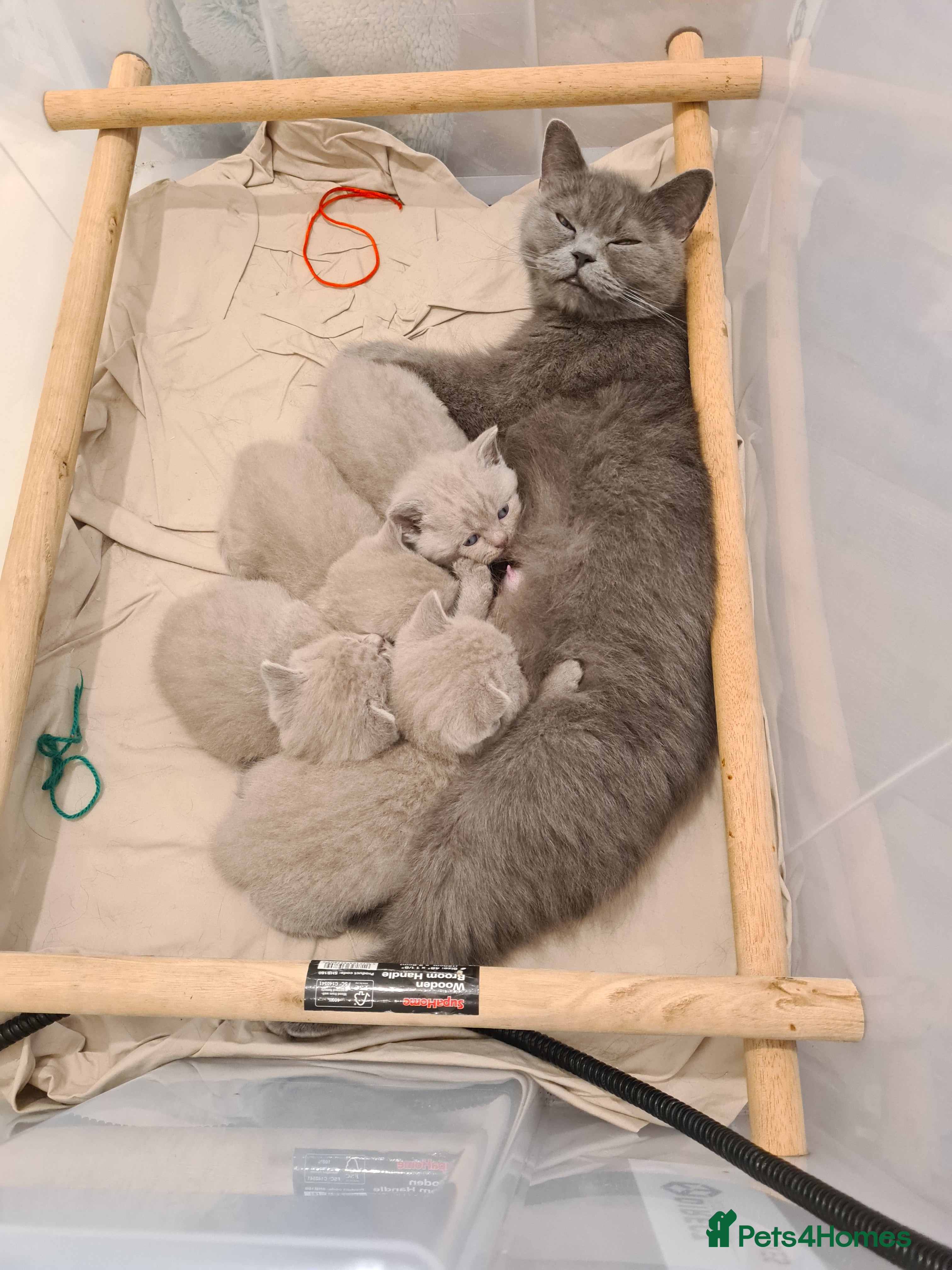 British Shorthair cats GORGEOUS BRITISH SHORTHAIR KITTENS - Advert 2