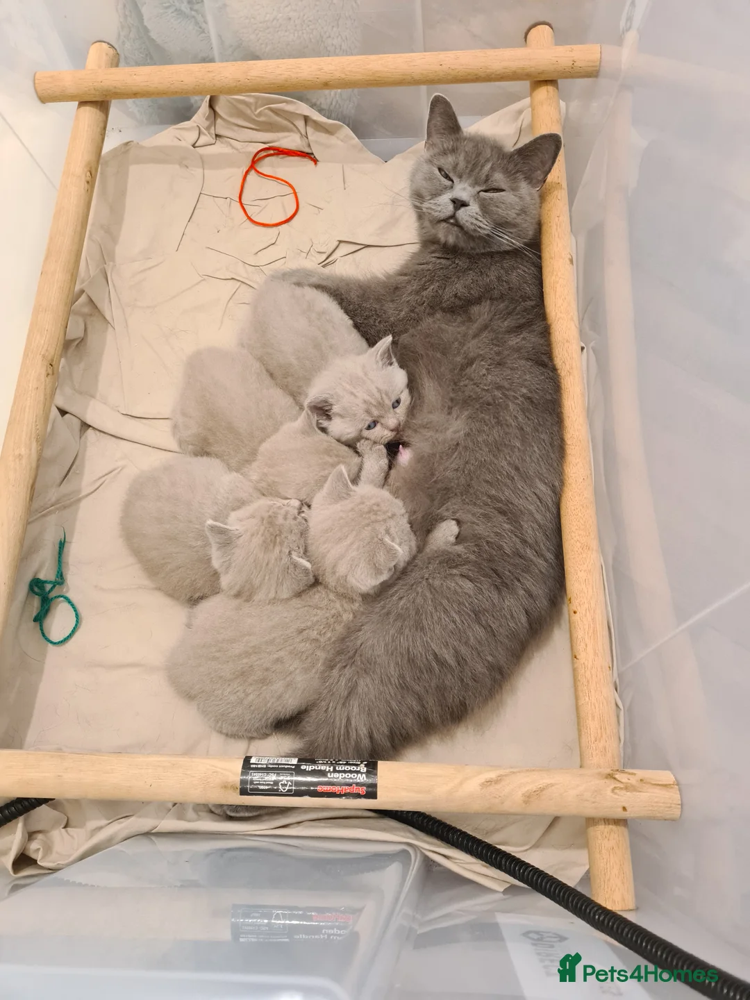 British Shorthair cats for sale: GORGEOUS BRITISH SHORTHAIR KITTENS - Advert 2