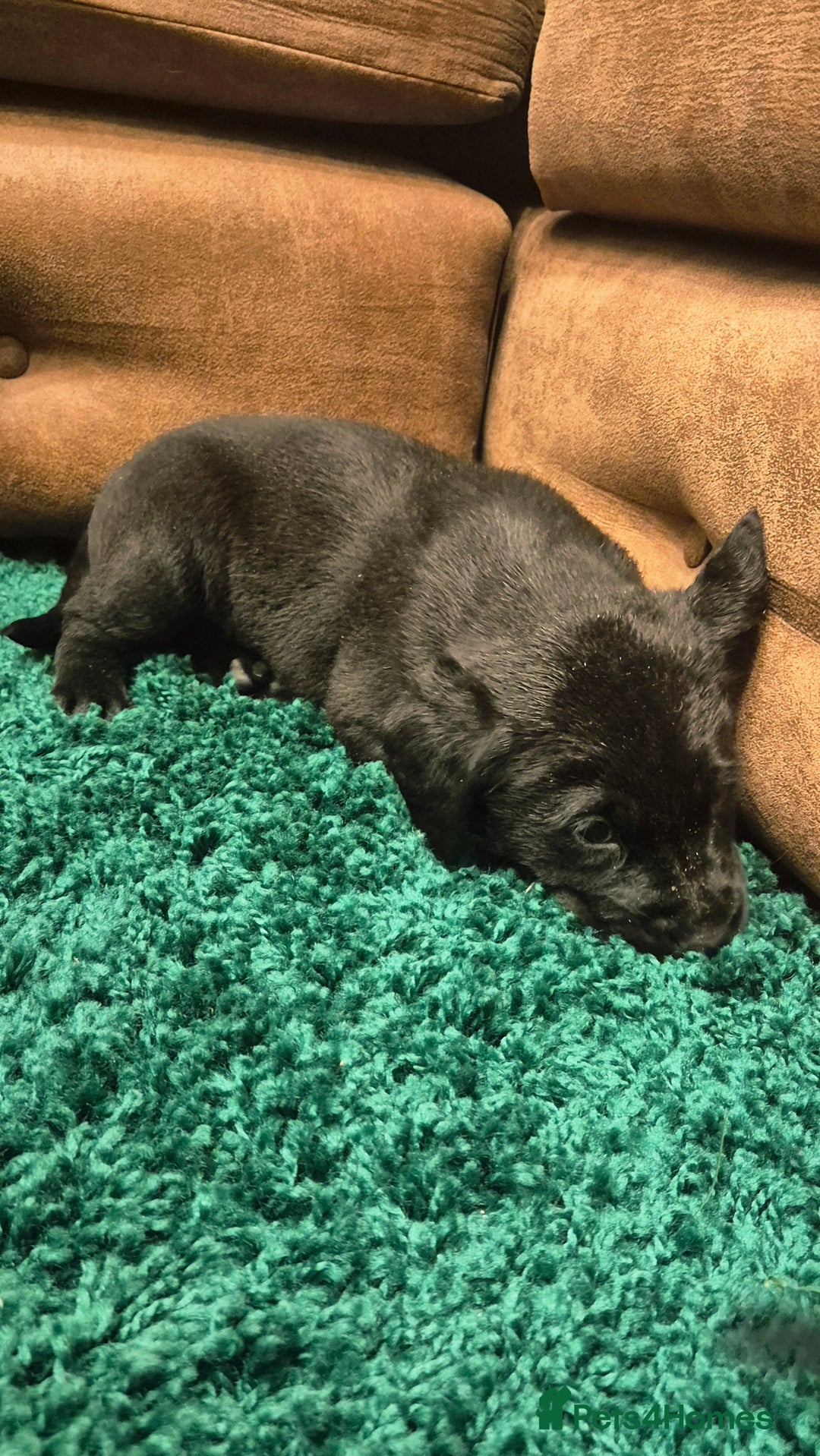 Labrador Retriever dogs for sale: Black labrador puppies  - Advert 4