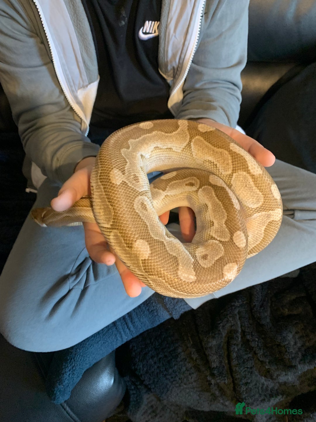 Python Snake reptiles for sale: Ball pythons for sale - Advert 11