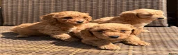 Cavapoochon dogs for sale: Cavapoochons ready for reserve 💕  - Advert 5