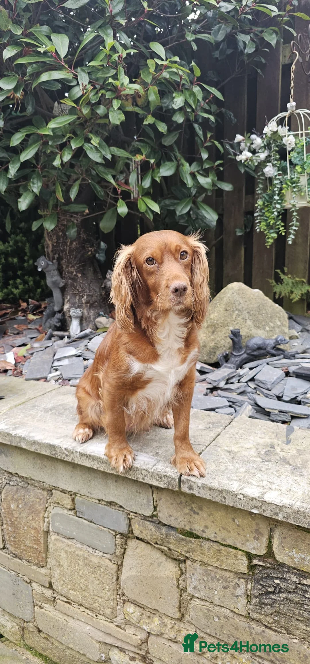 Cockapoo dogs for sale: Benji boy  ♥️ 18 week old male cockapoo - Advert 7