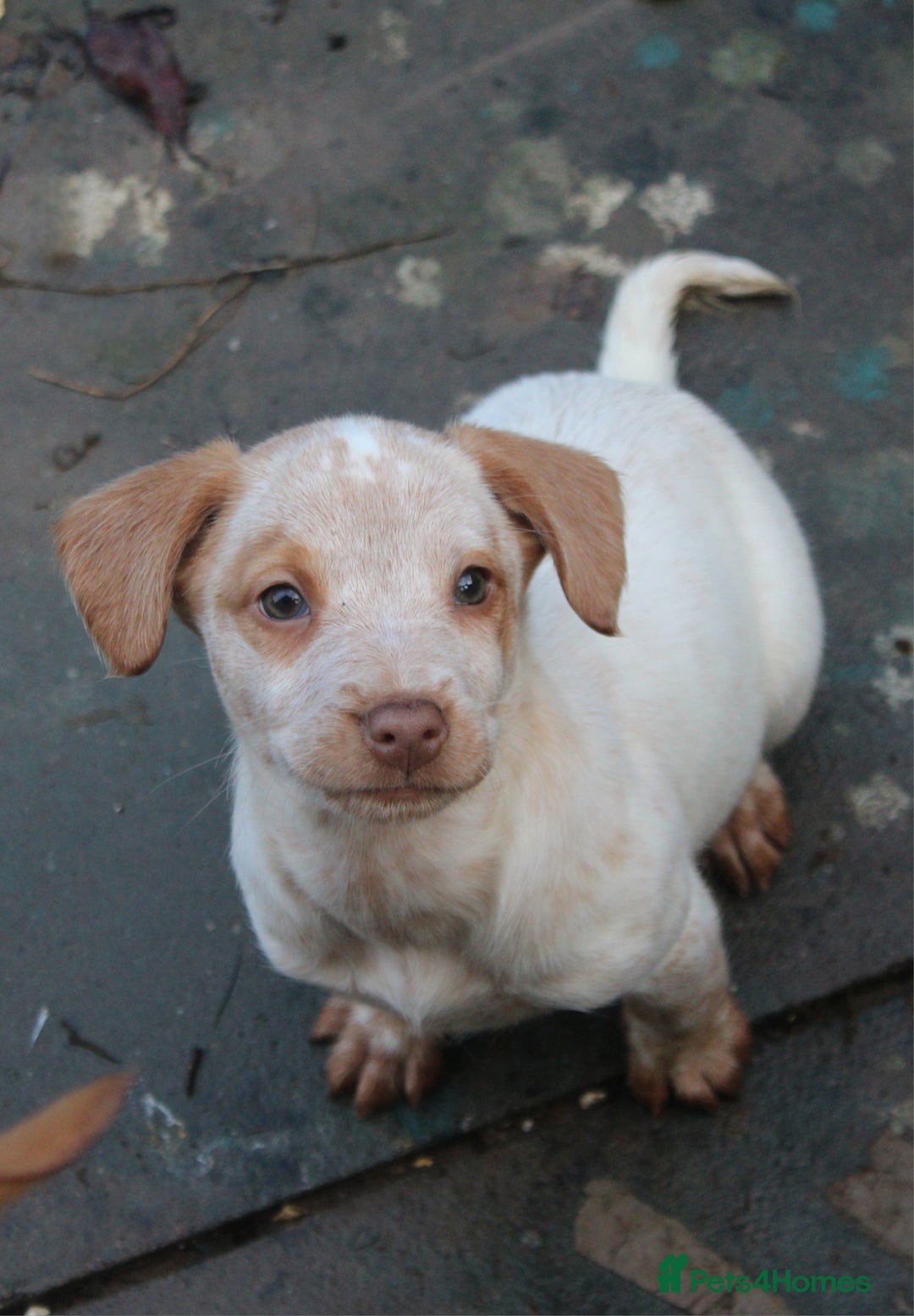 Mixed Breed dogs for sale: Cocker x Kelpie Puppies - Advert 3