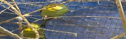 Budgerigars birds for sale: Baby budgies  - Advert 7