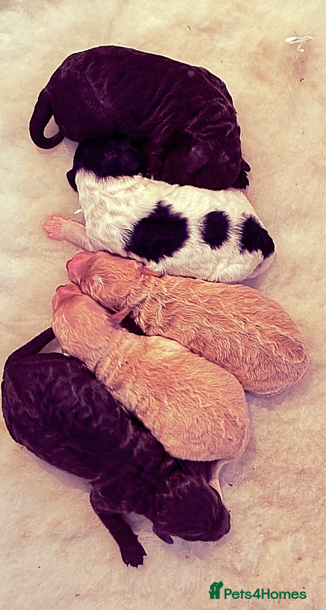 Miniature Poodle dogs Predominately poodles “unique” - Advert 1